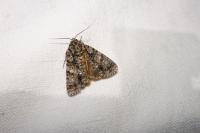 Acronicta rumicis
