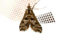 Diasemia reticularis