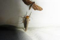 Manulea complana