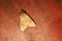 Mythimna vitellina