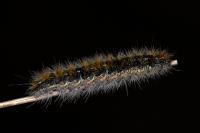 Diacrisia purpurata