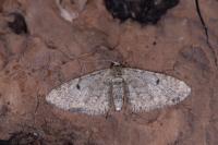Eupithecia indigata