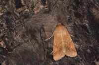 Helicoverpa armigera