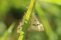 Aspitates ochrearia