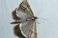 Thisanotia chrysonuchella