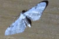 Eupithecia centaureata