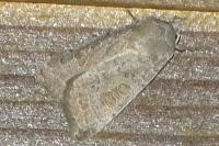 Hoplodrina