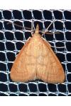 Anania testacealis