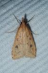 Udea numeralis