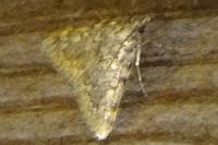 Aglossa pinguinalis