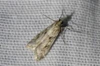 Eudonia angustea