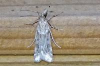 Eudonia angustea