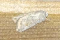 Hoplodrina
