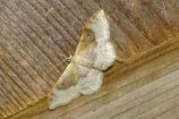 Idaea degeneraria