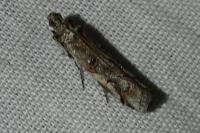 Pempelia palumbella