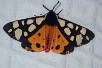 Arctia villica