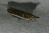 Etiella zinckenella
