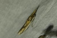 Etiella zinckenella