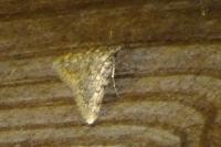 Aglossa pinguinalis