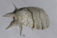 Calliteara pudibunda