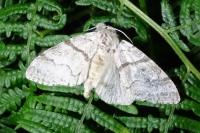 Calliteara pudibunda