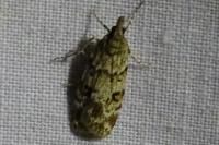 Eudonia delunella