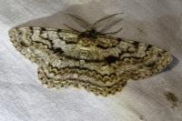 Hypomecis roboraria