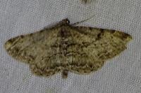 Peribatodes rhomboidaria rhomboidaria
