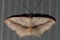 Scopula imitaria