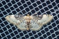 Idaea filicata