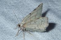 Stegania trimaculata