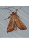 Mythimna vitellina