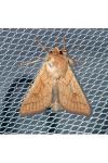 Mythimna vitellina