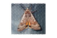 Noctua pronuba