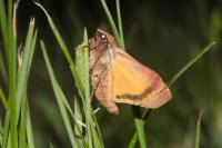 Noctua pronuba