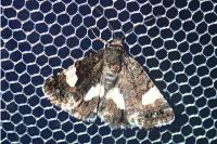Tyta luctuosa