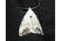 Nola infantula