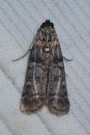 Dioryctria mendacella