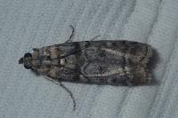 Dioryctria mendacella