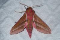 Deilephila elpenor