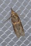 Etiella zinckenella