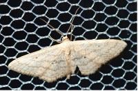 Scopula minorata