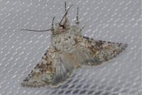 Hecatera bicolorata