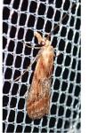 Ancylosis cinnamomella