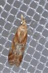 Ancylosis cinnamomella