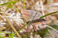 Phytometra viridaria
