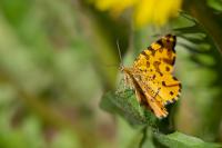 Pseudopanthera macularia