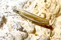 Crambus pascuella