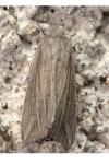 Mythimna riparia