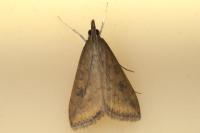 Udea ferrugalis